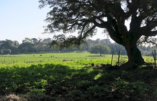 Tapada da Ajuda