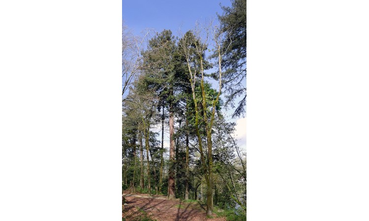 Amarante Forest Park