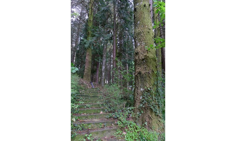 Vila Pouca de Aguiar Forest Park
