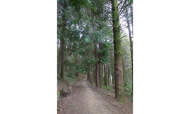 Vila Pouca de Aguiar Forest Park