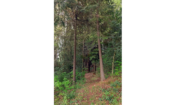 Vila Pouca de Aguiar Forest Park