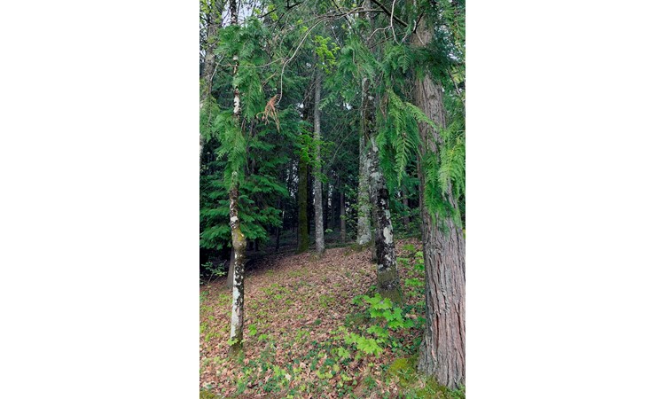 Vila Pouca de Aguiar Forest Park