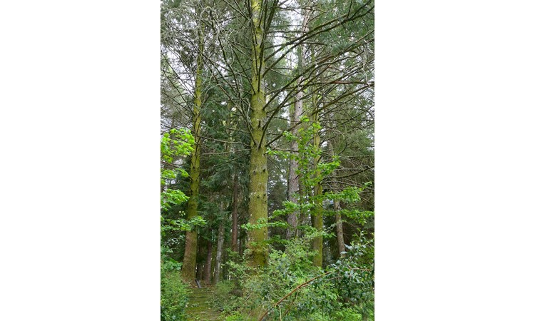 Vila Pouca de Aguiar Forest Park