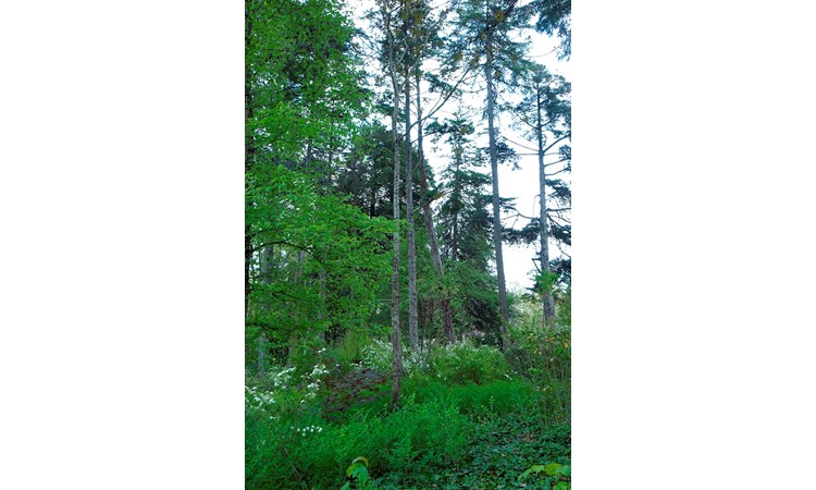 Vidago Park