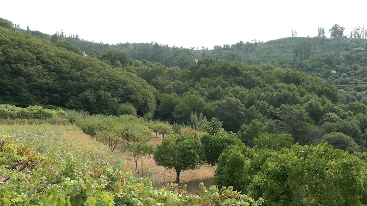 Paço de Calheiros