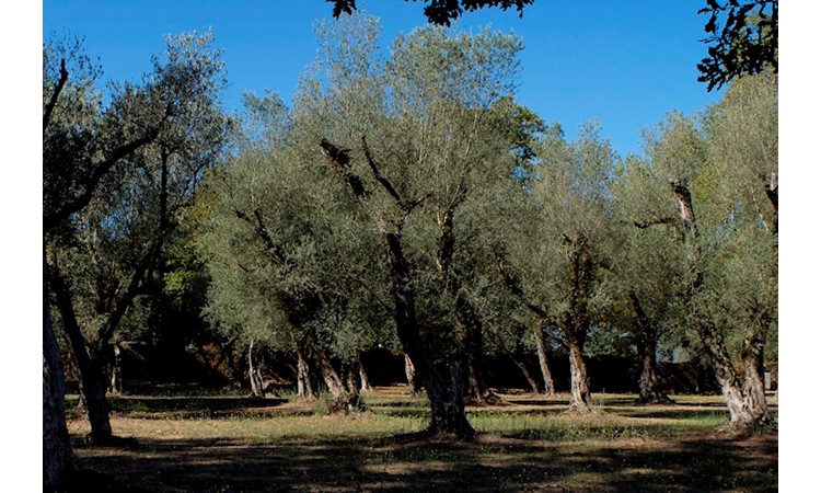 Paço de Vitorino