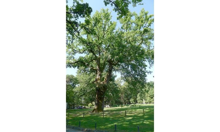 Parque Aquilino Ribeiro