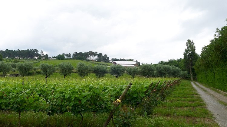 Quinta de Chão de São Francisco