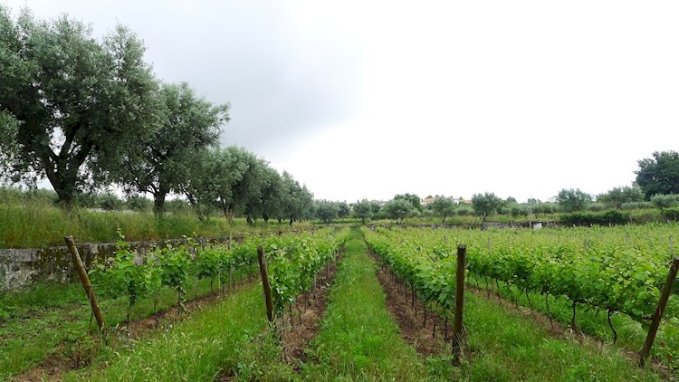 Quinta de Chão de São Francisco