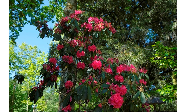 Quinta de Curvos