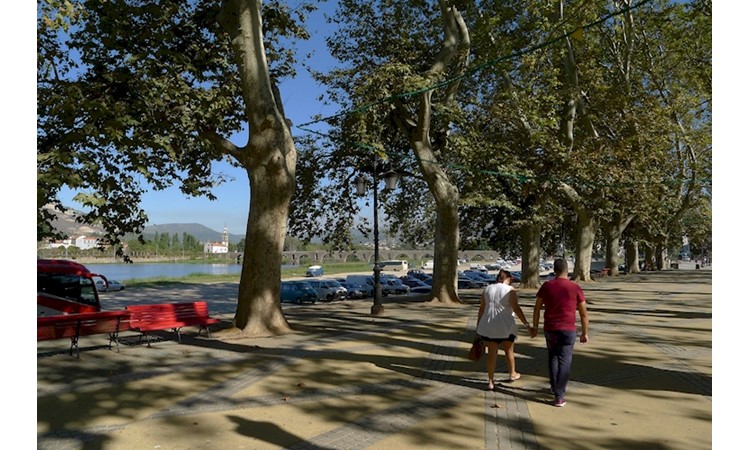 Avenue of Plátanos