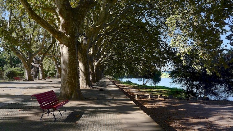 Avenue of Plátanos
