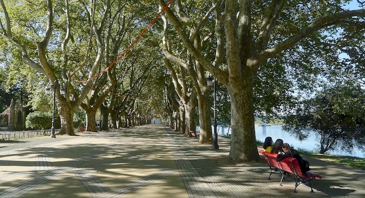 Avenue of Plátanos