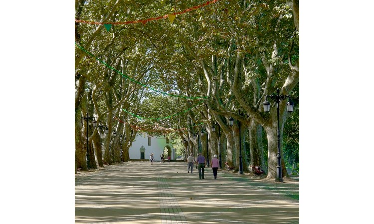 Avenue of Plátanos