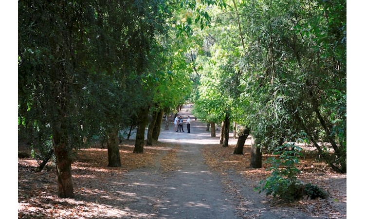 Mata dos Sete Montes