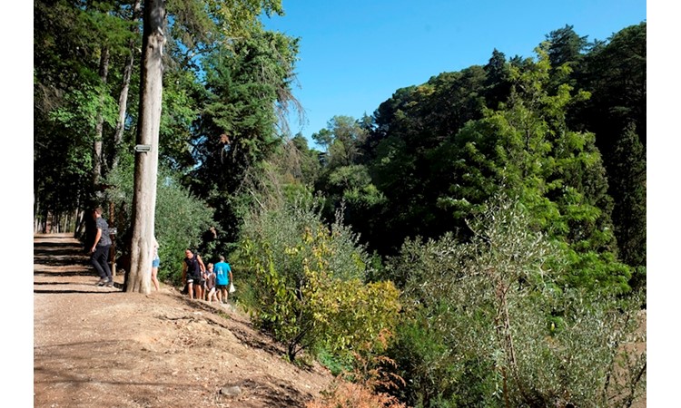 Mata dos Sete Montes