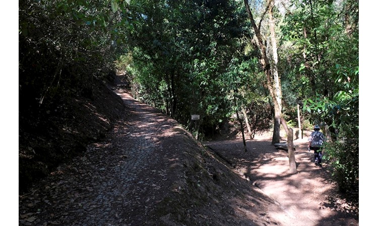 Mata dos Sete Montes