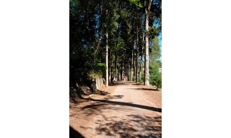 Mata dos Sete Montes