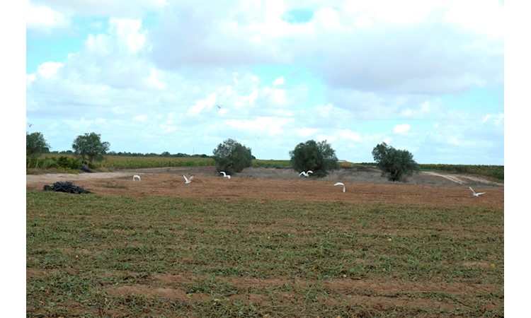 Quinta do Casal Branco
