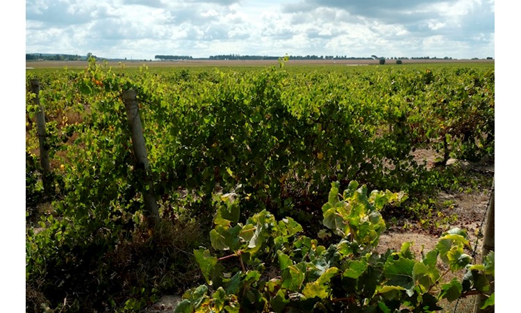 Quinta do Casal Branco