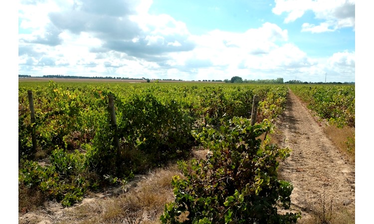Quinta do Casal Branco