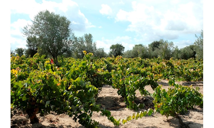 Quinta do Casal Branco