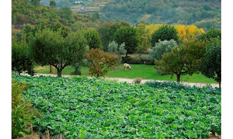 Quinta da Várzea de Abrunhais