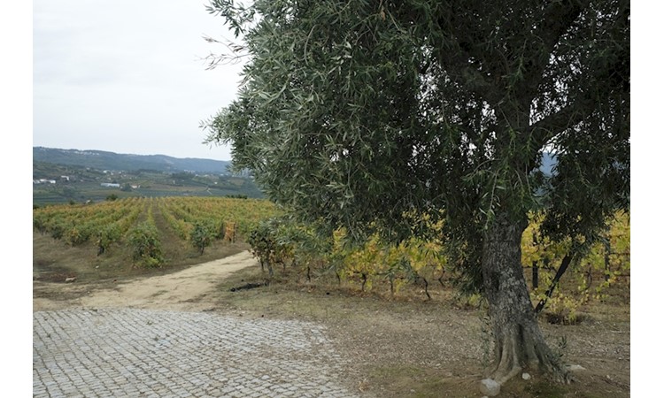 Quinta da Várzea de Abrunhais