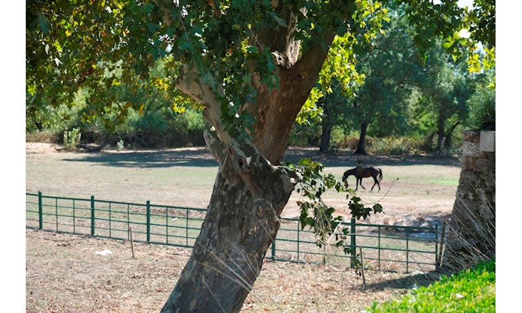 Quinta da Broa
