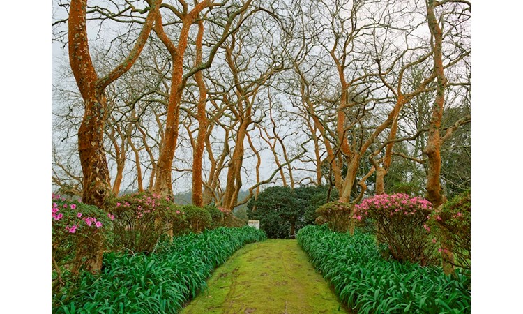 Pictoresque Garden