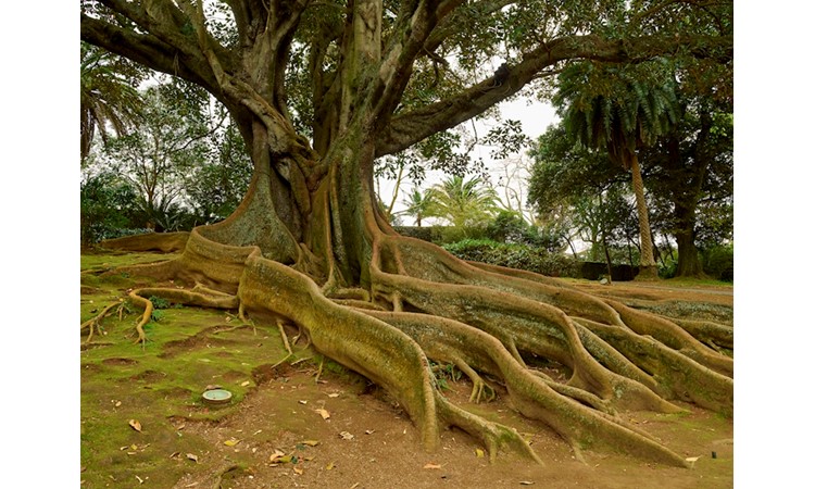 António Borges Garden