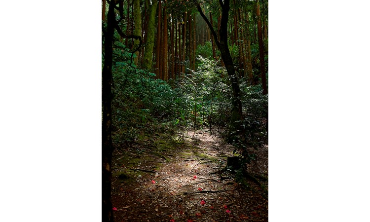 José do Canto Woodland Garden