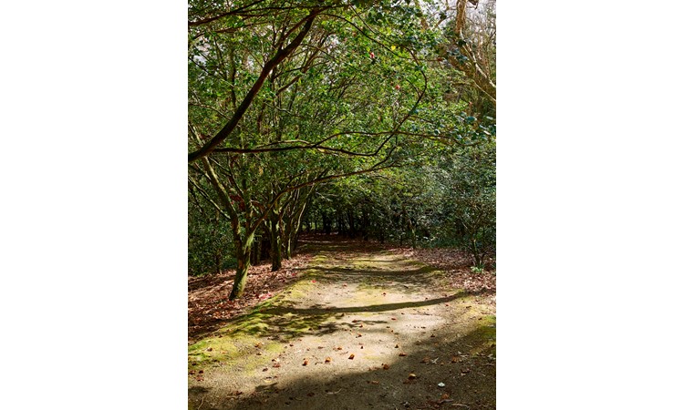 José do Canto Woodland Garden