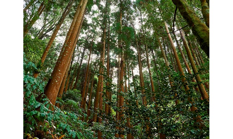 José do Canto Woodland Garden