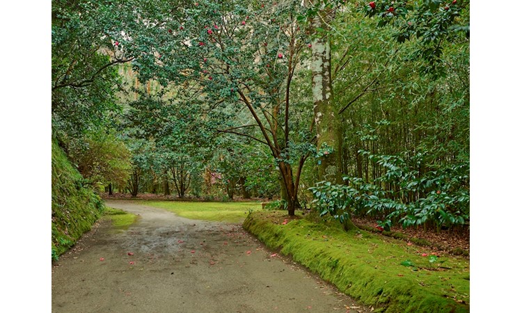José do Canto Woodland Garden