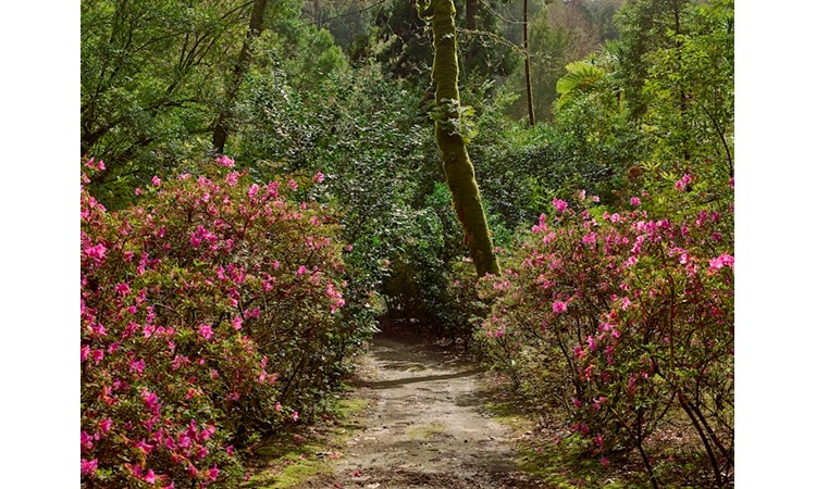 José do Canto Woodland Garden