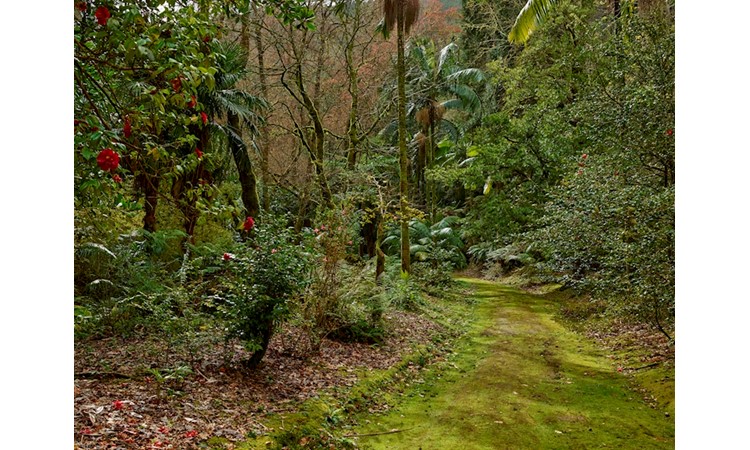 José do Canto Woodland Garden