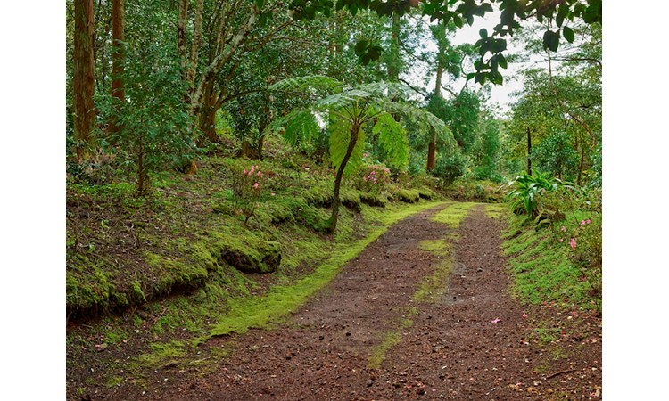 Pinhal da Paz Recreational Forest Reserve