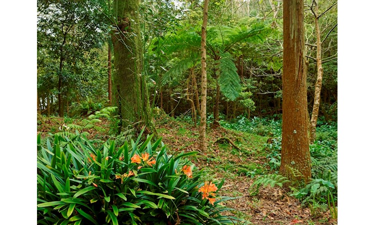 Pinhal da Paz Recreational Forest Reserve