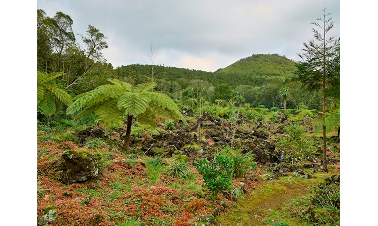 Pinhal da Paz Recreational Forest Reserve