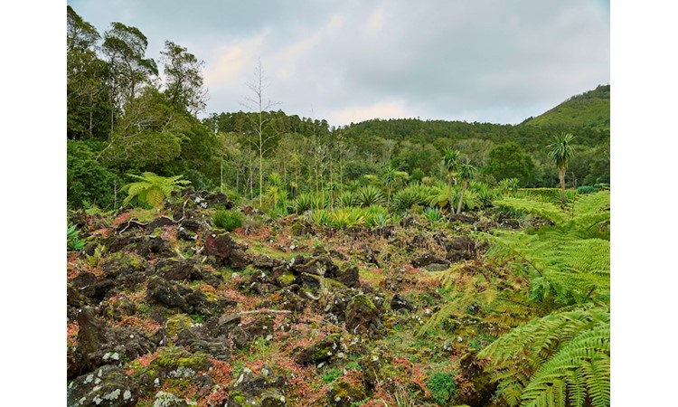 Pinhal da Paz Recreational Forest Reserve