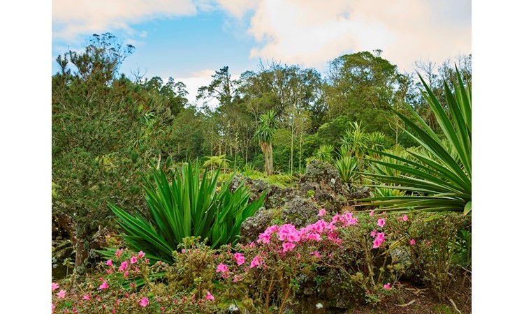 Pinhal da Paz Recreational Forest Reserve
