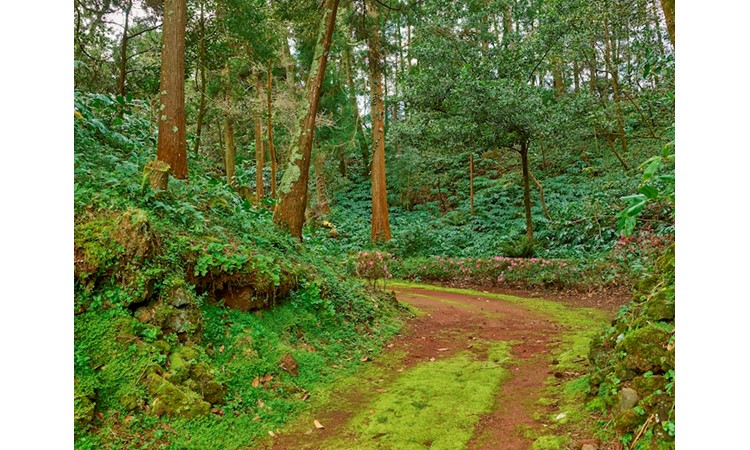 Pinhal da Paz Recreational Forest Reserve