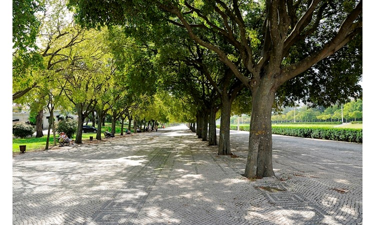 Eduardo VII Park and the Estufa Fria