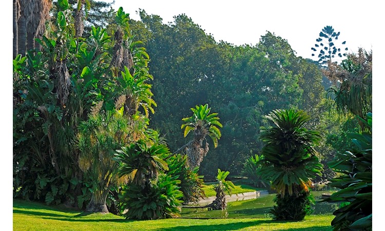 Tropical Botanical Garden