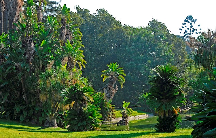 Tropical Botanical Garden