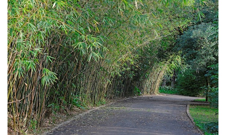 Tropical Botanical Garden