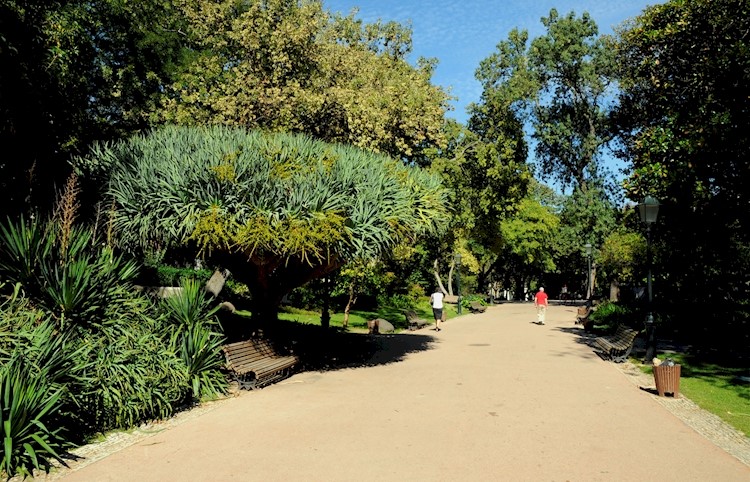 Estrela Garden