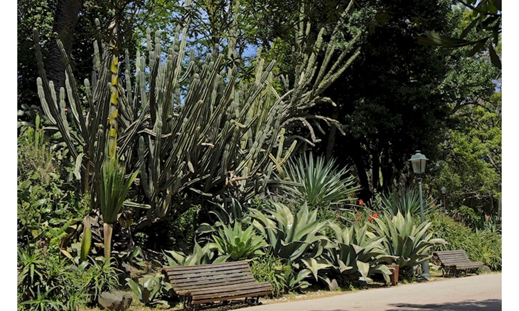 Estrela Garden