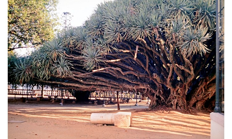 Ajuda Botanical Garden